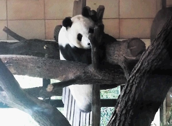 Nam najbližje sta pandi Yuan Yuan in Yang Yang v živalskem vrtu v Schönbrunnu na Dunaju. Obiskovalci ju največkrat ulovijo...