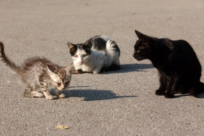 Ob svetovnem dnevu mačk številne kosmatinke v zavetiščih čakajo na nove domove