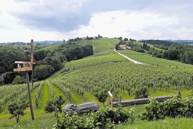 Prleški griči z vinogradi in značilnim klopotcem