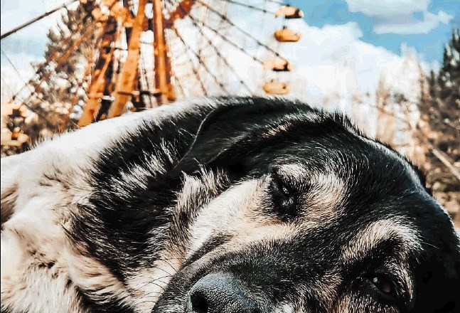 Nihče ne ve, koliko psov iz Černobila je potomcev zapuščenih hišnih ljubljenčkov.