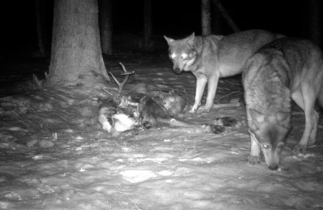Pokljuški volčji alfa par si je marca letos za večerjo privoščil jelena, obed  plena pa je posnela kamera Triglavskega...