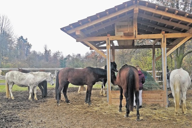 Na travnikih pod sv. Trojico, kjer je nastal ranč Poniji s Klanca, je v čredi trenutno osem konj.
