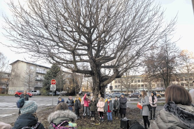 Učenci osnovne šole Savsko naselje so nagrajenemu kavkaškemu krilatemu oreškarju podelili nagrado drevo leta 2021.