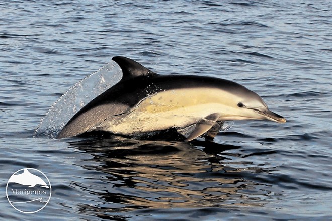Navadni delfin, vrsta, ki je bila nekoč pogosta v severnem Jadranu, a jo danes obravnavamo kot regionalno izumrlo, je...