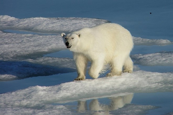 Temperature na Arktiki so že za več kot dvakrat višje, kot je globalno povprečje.