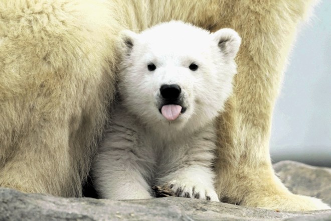 Polarna medveda