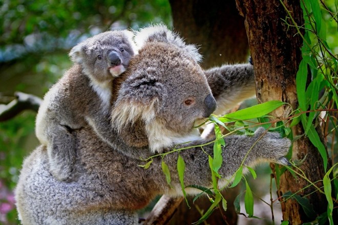 Avstralija koale razglasila za ogroženo vrsto 