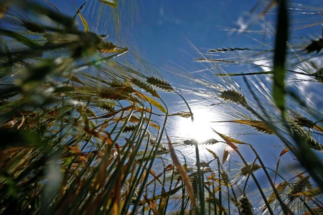 Pšenica zaradi vojne v Ukrajini najdražja v 14 letih