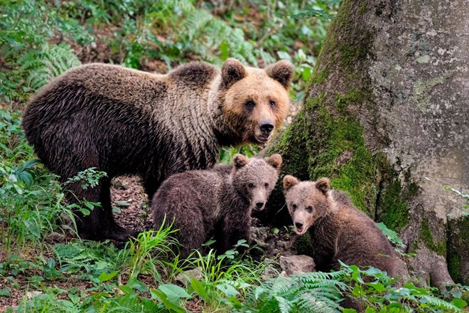 Narava: V francoskih Pirenejih vse več rjavih medvedov