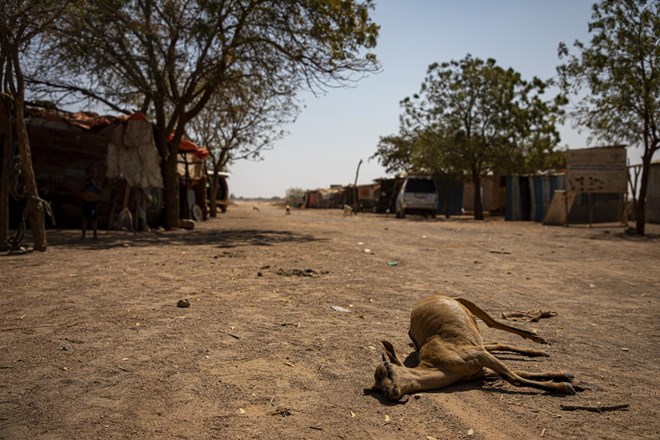 ZN: Zaradi suše 20 milijonom ljudi na Afriškem rogu grozi lakota