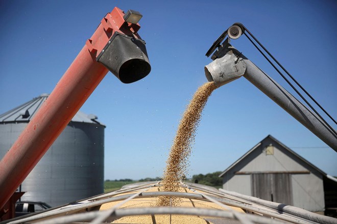 Državni odkup slovenske pšenice: pogajanja o cenah se še niso začela