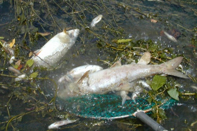 Za pogin rib v Glinščici najverjetneje kriv izliv cementnega mleka z bližnjega gradbišča