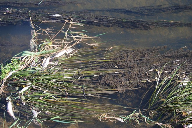 V kanalu na Ptuju pogin več tisoč rib
