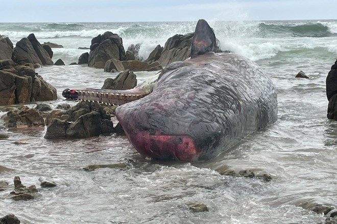 Na Tasmaniji poginilo štirinajst nasedlih kitov