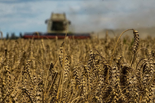 Rusija požela skoraj 6 milijonov ton ukrajinske pšenice