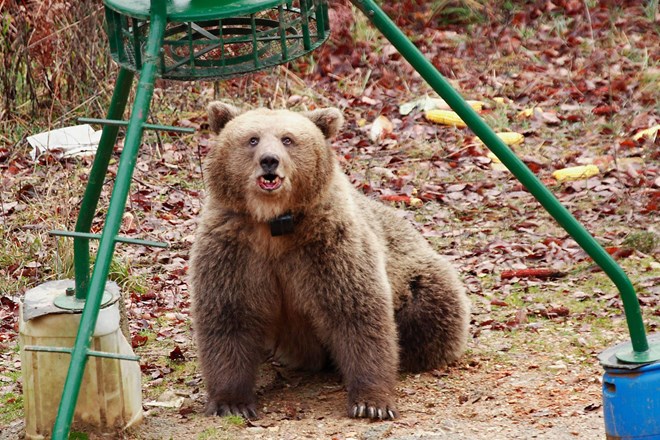V Albaniji osvobodili zadnjega »medveda iz gostilne«