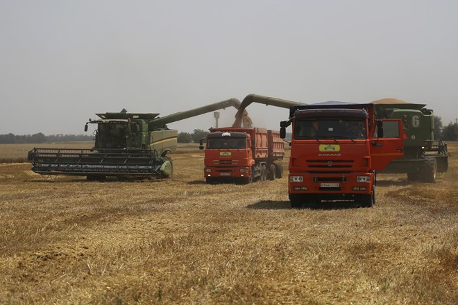 Rusija poroča o rekordni žetvi žita