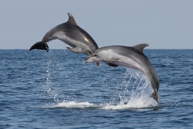 London: Rusija na Krimu uri bojne delfine