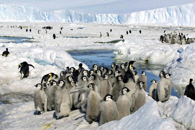 Množični pogin mladičev pingvinov znanilec podnebnih sprememb