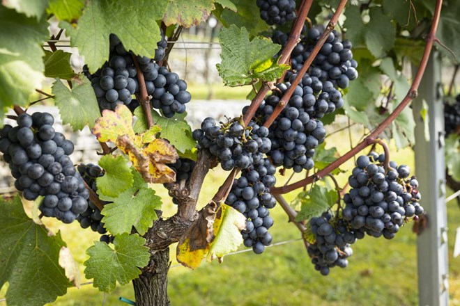 Tatovi iz dunajskih vinogradov ukradli več ton grozdja