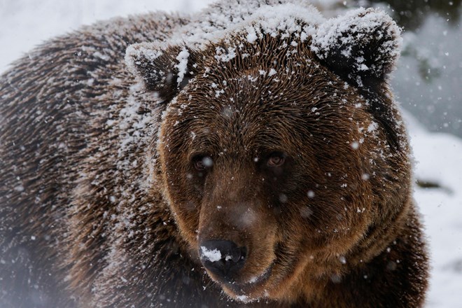 V nekaj dneh dva napada medvedov; lovca preživela, živali ubiti