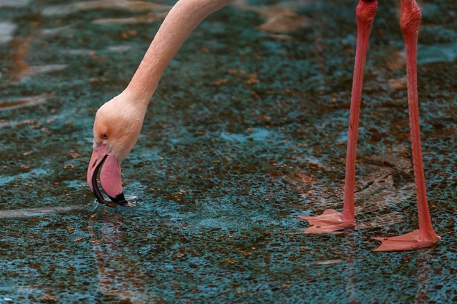 Berlinski živalski vrt žaluje za domnevno 75-letnim flamingom