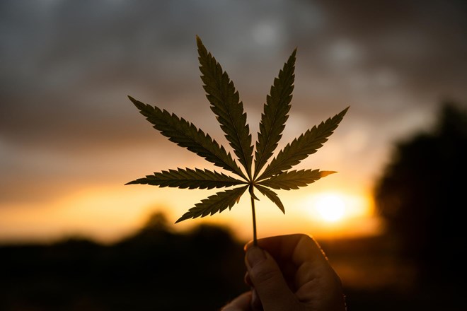 Konoplja ali Cannabis sativa: Najstarejša udomačena rastlina?