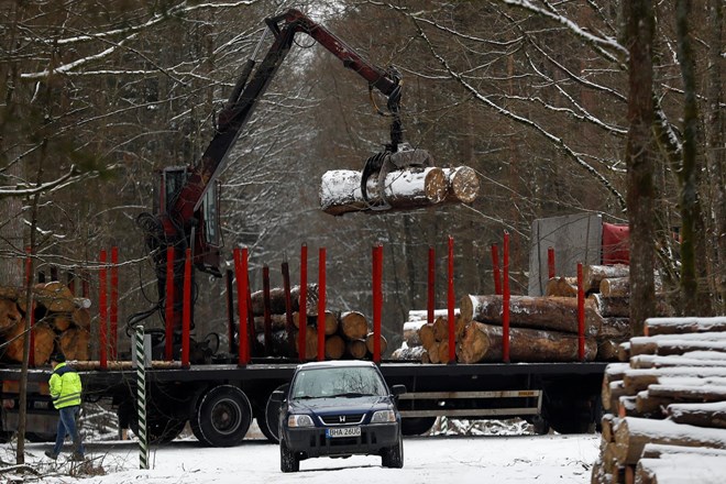 Na Poljskem več mrtvih zaradi podrtega drevja
