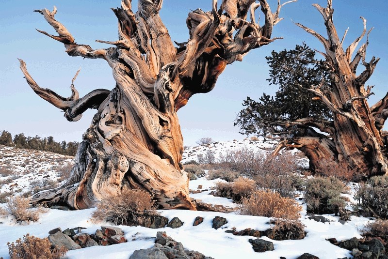 Najstarejša drevesa na svetu: Korenine segajo skoraj do ledene dobe | Dnevnik