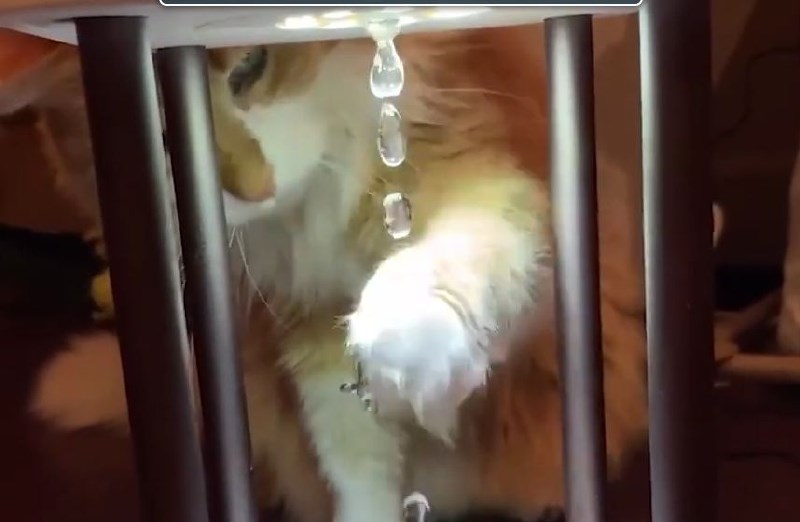 #video Proti nebu potujoče vodne kaplje zmedle mačko in ljudi