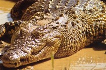 Naslednik jasnovidne hobotnice: Avstralski krokodil Dirty Harry napovedal izid parlamentarnih volitev
