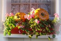 Cvetlični aranžmaji za okenske police v hladnejših dneh 