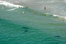 Foto: Novozelandci (nevede) plavali nekaj metrov od treh morskih psov