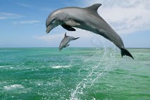 Znanstvenikom je uspelo vzpostaviti dvosmerno komunikacijo z divjimi delfini