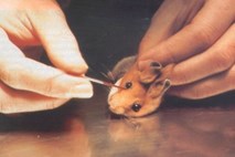 Znanstveniki so zagovarjali testiranje na živalih na konferenci ameriškega združenja za napredek znanosti