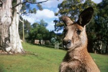 Znanstveniki razkrivajo skrivnosti kengurujskega skakanja s pomočjo nove tehnologije zajetja gibov