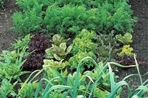 Gojite svojo zelenjavo: nasveti za vrtnarje začetnike