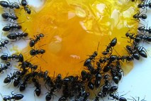 Okolju prijazno se rešite mravelj, ki zasedajo vaš dom