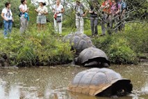 Zaradi krivolova želvam na Madagaskarju grozi izumrtje