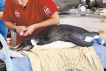 Pingvin preplaval 3000 kilometrov do Nove Zelandije