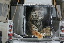 Tiger se z močnim skokom vrne na prostost, potem ko so ga rešili pred divjimi lovci