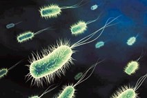 Bakterije E.coli nas tudi ščitijo