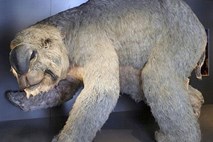 Štirimetrski vombat: V Avstraliji so našli prvo celotno okostje prazgodovinske pošasti