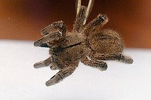 Nevarni pajek, zaradi katerega so v petek zaprli nemško veleblagovnico, je verjetno poginil