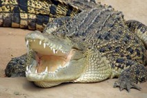 Na Filipinih so ujeli 4,2-metrskega živega morskega krokodila