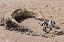 Nessie ima konkurenco: Na obalo škotskega Aberdeena naplavilo morsko pošast