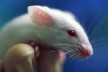 Znanstveniki: Raziskave na živalih z uporabo človeških celic bi morale biti bolj regulirane