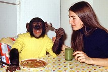 Projekt Nim: Bizarni eksperiment, ki je potrdil obstoj človeške arogance in terjal življenje šimpanza