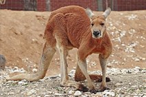 94-letno Avstralko je na vrtu za hišo napadel ogromen potepuški kenguru