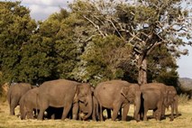 Na Šrilanki začeli prvi popis divjih slonov